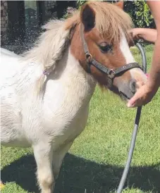  ??  ?? Elle the Shetland pony was left for dead after a hit and run.