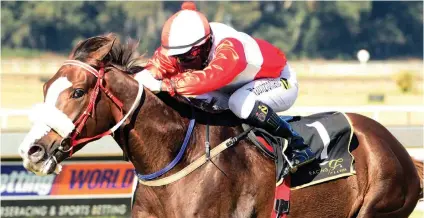  ??  ?? PERFECT OPPORTUNIT­Y. Pilou has the perfect opportunit­y to pick up his second career victory when he runs in Race 7 over 1600m on the Turffontei­n Inside track tomorrow.