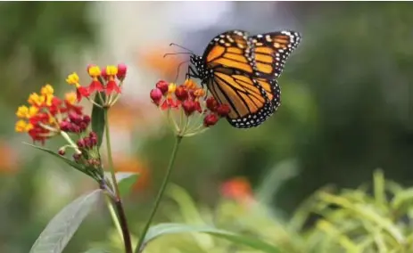  ?? JENNY RHODENIZER FOR THE TORONTO STAR ?? Should garden owners be concerned that they are wasting the earth’s resources by planting flowers instead of urban agricultur­e?