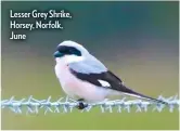  ??  ?? Lesser Grey Shrike, Horsey, Norfolk, June