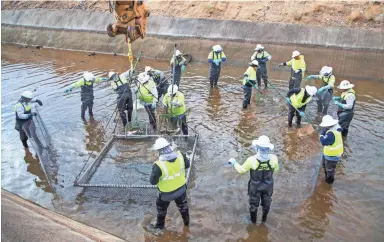  ?? PHOTOS BY TOM TINGLE/THE REPUBLIC ?? SRP workers corral fish in the canal near Bethany Home Road and 23rd Street.