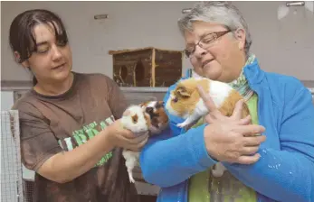  ?? FOTO: SABINE KRAUSS ?? Zeljka Ferencak (links) und Birgit Ströhle vom Tuttlinger Tierheim freuen sich, dass es den in Nendingen ausgesetzt­en Meerschwei­nchen und Kaninchen schon wieder besser geht.