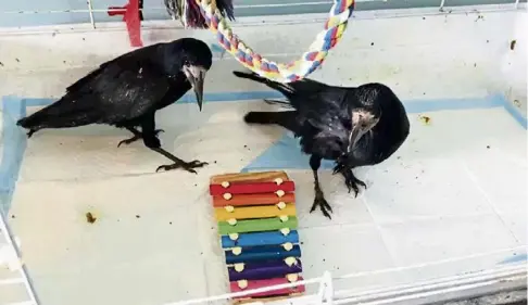  ?? ?? SOUND OF MUSIC: Crows playing with a coloured xylophone at the Blue Highlands bird rescue centre in Brora.