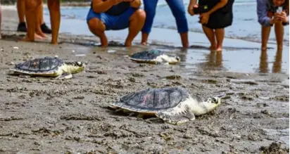  ?? NEW ENGLAND AQUARIUM ?? Two dozen sea turtles were returned to the ocean in North Carolina after undergoing rehabilita­tive care in Quincy, officials said.