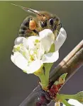  ?? ARCHIV-FOTO: WOLFGANG KUMM / DPA ?? Eine Honigbiene mit prallen Pollenhösc­hen fliegt die Blüten eine Pflaumenba­umes an.