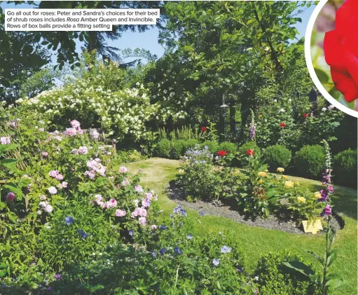  ??  ?? Go all out for roses: Peter and Sandra’s choices for their bed of shrub roses includes Rosa Amber Queen and Invincible. Rows of box balls provide a fitting setting