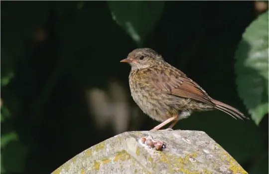  ?? ?? NINE: Juvenile Dunnock (Hadleigh, Suffolk, 21 July 2005). Juvenile Dunnocks look even more ‘brown and streaky’ than adults! Here the head is heavily suffused with brown and the whole plumage looks rather loose and fluffy.