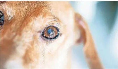  ?? FOTO: SANGSANIT/GETTY IMAGES ?? Altersersc­heinung oder zuckerkran­k? Leiden Hunde unter einer Linsentrüb­ung, auch grauer Star genannt, kann dafür Diabetes die Ursache sein.