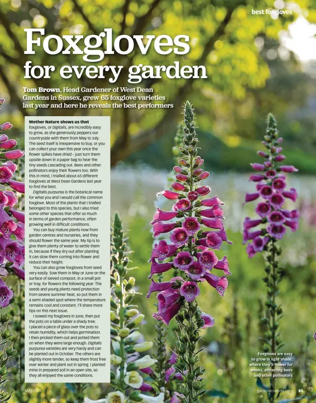  ??  ?? Foxgloves are easy to grow in light shade, where they’ll flower for weeks, attracting bees and other pollinator­s