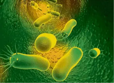  ??  ?? Recent studies have shown that repeated bacterial infections can also affect intestinal villi and microbiota profile – impairing the absorption of nutrients. — 123rf.com