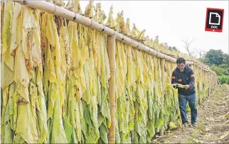  ?? GUILLERMO LIZARZABUR­O / EXPRESO ?? Tabaco. Es el producto no tradiciona­l del país que tiene mayor venta en República Dominicana y Nicaragua.