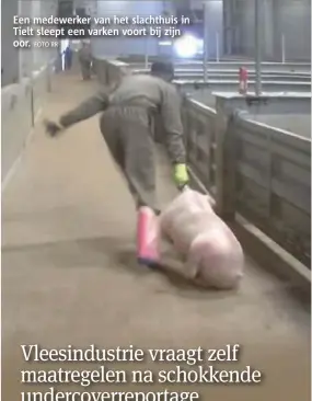  ?? FOTO RR ?? Een medewerker van het slachthuis in Tielt sleept een varken voort bij zijn oor.