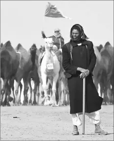  ??  ?? A Saudi man stands in front of camels competing in the unusual beauty contest.