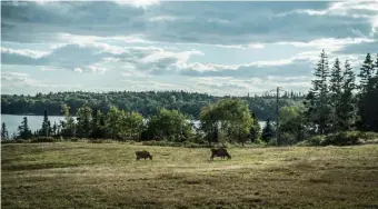  ??  ?? THE GREAT OUTDOORS: Walk, drive or bike through Maine’s bucolic countrysid­e.