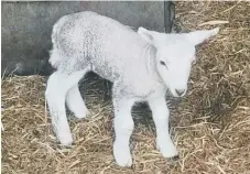  ??  ?? Another one of the lambs which was abandoned in a garden.