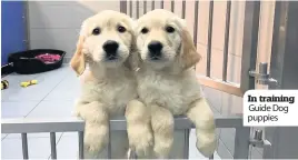  ??  ?? In training Guide Dog puppies
