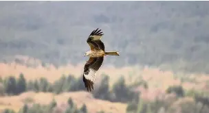  ??  ?? ●● A red kite flying over fields