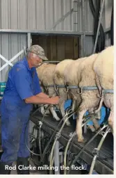  ??  ?? Rod Clarke milking the flock.