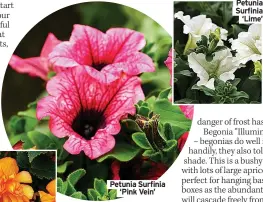  ?? ?? Petunia Surfinia
‘Lime’