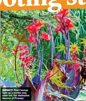  ??  ?? IMPACT: Red Cannas light up a border and, inset left, the distinctiv­e blooms of Picasso