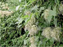  ??  ?? Old man’s beard is an aggressive climbing vine which smothers and kills other plants.