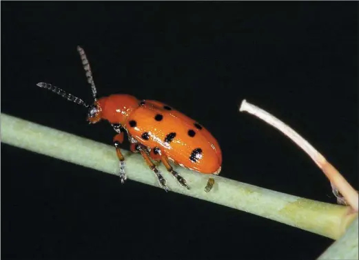  ?? FRITZ GELLER-GRIM Wikimedia photo ?? This cute little bug, a Spotted Asparagus Beetle, might get your dinner before you do.