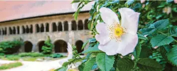  ?? Foto: dpa ?? Hildesheim: die 1000‰Jährige Rose am Dom.