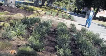  ?? Cheryl A. Guerrero
Los Angeles Times ?? COLLEGES AND students in the state are taking steps to reduce water consumptio­n. Above, UCLA Chief Sustainabi­lity Officer Nurit Katz stands near some of the drought-tolerant plants put in place on campus.