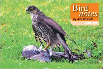  ?? Photo Arthur Duncan ?? A female sparrowhaw­k, one of many sightings, reflects a good breeding season.