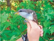  ?? MARK DETTLING/U.S. FISH AND WILDLIFE SERVICE ?? The U.S. Fish and Wildlife Service has denied a petition that sought to end federal protection­s for the western yellow-billed cuckoo, a rare songbird.