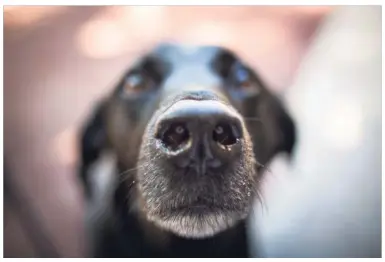  ?? Katie Orlinsky photos / New York Times ?? The nose of Finnegan, a mixed-breed dog owned by Alexandra Horowitz.