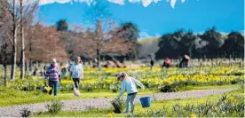  ?? Photo / File ?? Decking the grounds in gold in 2019.