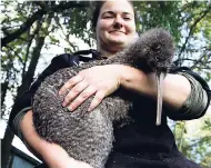  ??  ?? Willowbank Wildlife Reserve native species keeper Bethany Brett holds Mohua, a female great spotted kiwi in her enclosure in Christchur­ch, New Zealand.