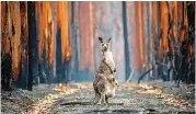  ?? Wildlife Photograph­er of the Year Hope in a ?? JO-ANNE McArthur’s striking portrait of a kangaroo and her joey emerging from the aftermath of the Australian bushfires, Burned Plantation. |