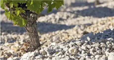  ??  ?? Les cailloux qui jonchent le sol des parcelles de vignes viennent principale­ment du calcaire lacustre de Ventenac, vieux de plus de 45 millions d’années.