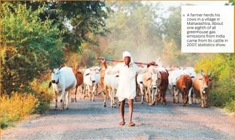  ??  ?? A farmer herds his cows in a village in Maharashtr­a. About one eighth of all greenhouse gas emissions from India came from its cattle in 2007, statistics show.