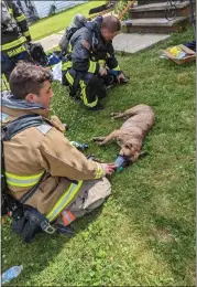  ?? COURTESY OF ELYRIA FIRE DEPARTMENT ?? Elyria firefighte­rs tend to a dog that was involved in a house fire July 7.
