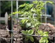  ?? JESSICA DAMIANO VIA AP ?? This shows tomatoes and basil planted together in Glen Head, N.Y. The two make wonderful (garden) bedfellows, as basil discourage­s certain insects from attacking tomatoes, and may even help improve their flavor.