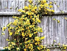  ??  ?? Yellow Jasmine “Carolina Jessamine” (Gelsemium sempervire­ns) twinning vine is a widely grown fragrant vine in mild climates.