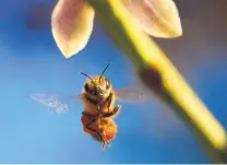  ?? COURTESY OF JON SULLIVAN ?? Honey bees play a critical role in pollinatin­g about a third of the plants we ultimately consume as our food.