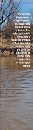  ??  ?? Parece cosa juzgada pero... el dorado no está entregado hasta que está arriba. En tiempos fríos suelen estar medio duros para la pelea los primeros metros, pero luego se desesperan por zafar. Los pejerreyes, en cambio, están muy activos en estas aguas frescas.