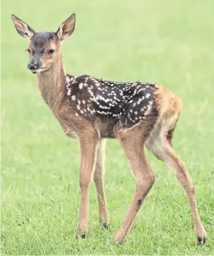  ??  ?? Fallow deer are conspicuou­s with their spotted coats.