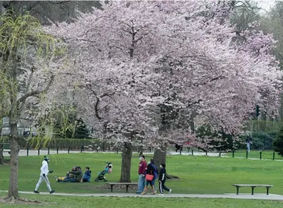  ?? JiM MicHAuD pHOTOS / BOSTOn HErAlD ?? SPRING? People walk among the flowering and budding trees in the Public Garden on Sunday, which turned chilly after a gorgeous Saturday. Left, a little boy chases geese in the empty lagoon at the Public Garden.