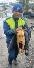  ?? ?? INSPECTOR Lwazi Ntungele rescues a stray dog in Khayelitsh­a.
