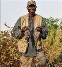  ??  ?? La tourterell­e des bois est chassée également au Maroc et en Afrique dans la zone sahélosoud­anienne.