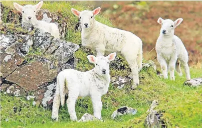  ??  ?? An EU report calling for increased support for sheep farmers across European member states set alarm bells ringing in British industry circles, with fears of a competitiv­e disadvanta­ge after Brexit.