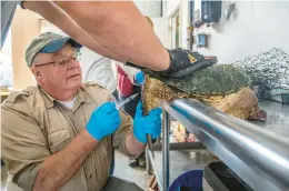  ?? ZBIGNIEW BZDAK/CHICAGO TRIBUNE ?? Chris Anchor, senior wildlife biologist at the Forest Preserve District of Cook County, draws blood from a snapping turtle before attaching a transmitte­r at McGinnis Field Station in Orland Park in 2018.“In the 40 years that I’ve been with the district, I have never handled a coydog or a coywolf or a dogwolf,”Anchor said.