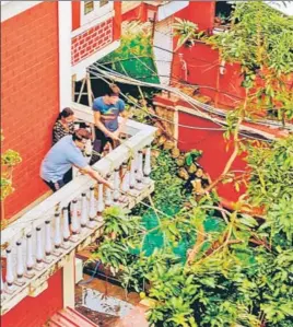  ?? TWITTER ?? BCCI president Sourav Ganguly and brother Snehasish had a tough time on Thursday trying to restore a cyclone-hit mango tree at their home in Behala, south-west Kolkata. “The mango tree had to be lifted, pulled back and fixed again... strength at its highest,” he tweeted.