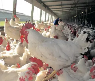  ?? ?? LOCAL poultry producers are steadily ramping up production to meet local demand and create jobs.