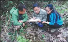 ?? LIU JIFU / FOR CHINA DAILY ?? Zhu Dahai (middle) works with fellow researcher­s in the Giant Panda National Park in Sichuan province.